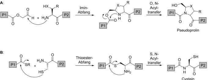 Tabelle 1: Auswahl an Methoden zur Herstellung verschiedener Polypeptid-Konjugate. 