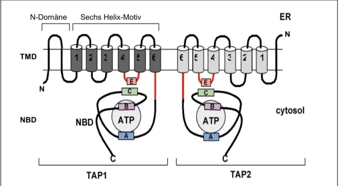 Abbildung I.3. Schematische Darstellung vom Transporter associated with antigen  processing (TAP) (nach Schmitt &amp; Tampe 2000)