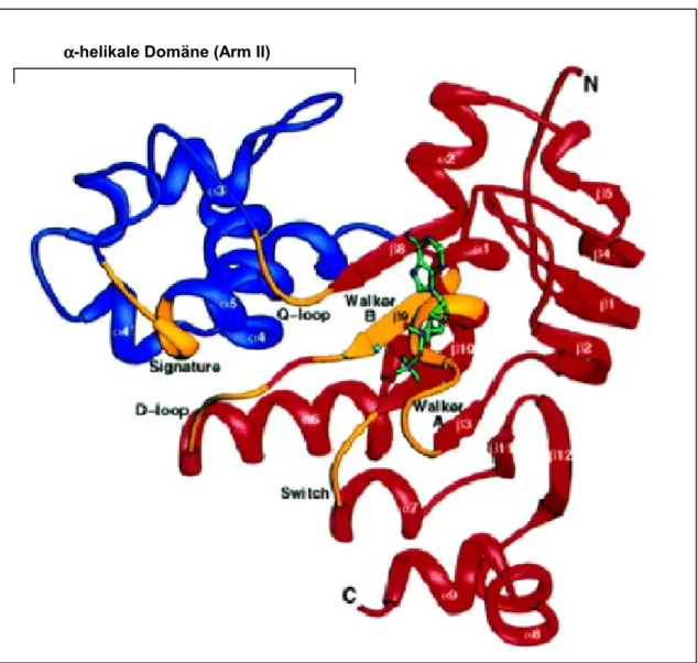 Abbildung I.4. Dreidimensionale Struktur der Nukleotidbinedomäne (NBD) des  Transporter associated with antigen processing 1 (TAP) (Gaudet &amp; Wiley 2001)