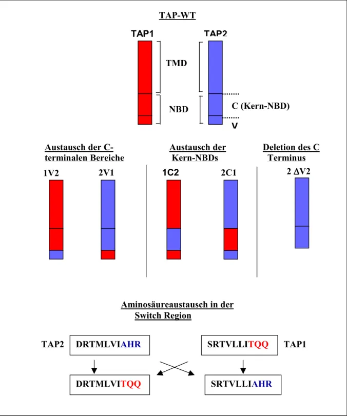 Abbildung I.6. Schematische Darstellung der hergestellten TAP-Mutanen. TAP1 ist rot,  TAP2 blau gefärbt