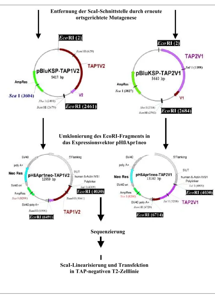 Abbildung IV.3.  Klonierungsstrategie zur Herstellung der TAP-Chimären mit  ausgetauschtem C-Terminus.