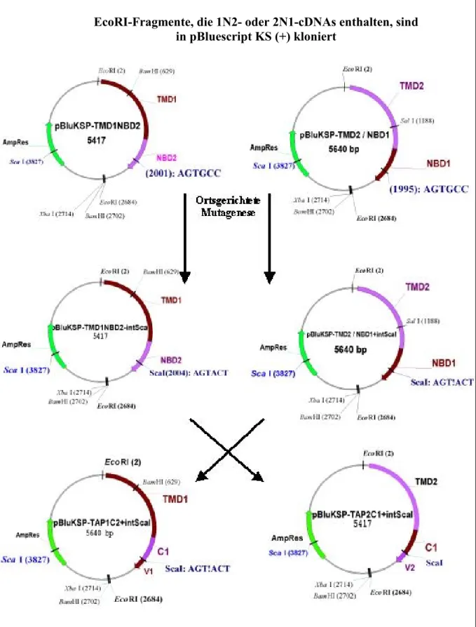 Abbildung IV.5. Die Klonierungsstrategie zur Herstellung von TAP-Chimären mit  ausgetauschten Kern-NBDs