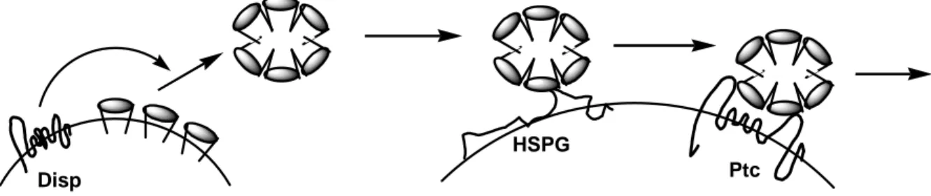 Abbildung 4: Herauslösen und Bewegung des lipidmodifizierten Hh. 