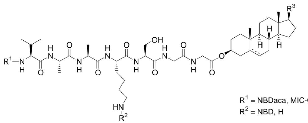 Abbildung 7: Sterolmodifizierte Shh-Heptapeptide. 