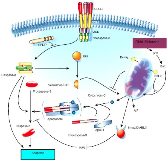 Abbildung 12. Schematische Darstellung des CD95- und Mitochondrien- Mitochondrien-Signalweges bei der Apoptose