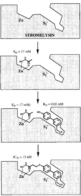 Abbildung 13. Entdeckung eines Stromelysin-Inhibitors durch Fragment-based  Screening