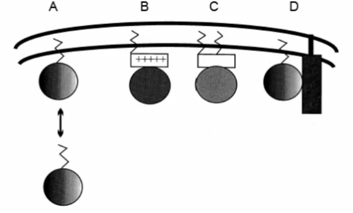 Abb. 2 Model für die Membranbindung lipidierter Proteine. Reversible Membranassoziation: A) einfach  lipidiertes Protein; irreversible Membranassoziation: B) einfach lipidiertes Protein + basische  Aminosäurensequenz; C) doppelt lipidiertes Protein; D) ein
