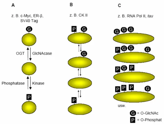 Abb. 3 Dynamisches Gleichgewicht zwischen Proteinphosphorylierung und O-GlcNAc-Addition