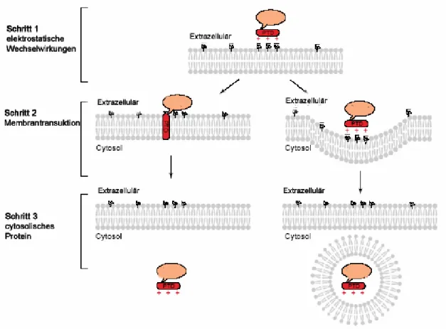 Abb. 6 Modell für die Membrantransduktion durch kationische Peptide. Schritt 1: elektrostatische  Wechselwirkungen zwischen der positiv geladenen PTD und den negativen Ladungen auf der Zellmembran; 