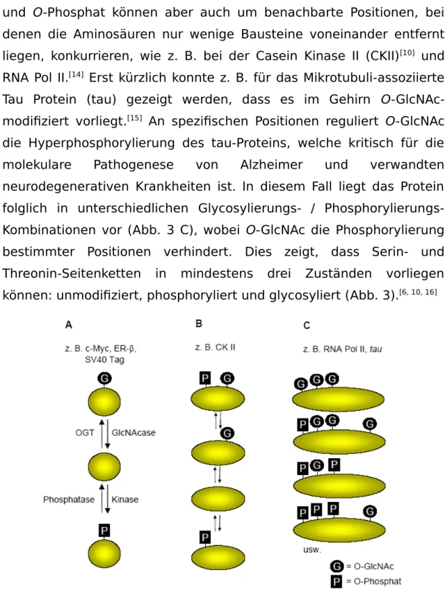Abb.  3  Dynamisches   Gleichgewicht   zwischen   Proteinphosphorylierung   und   O- O-GlcNAc-Addition