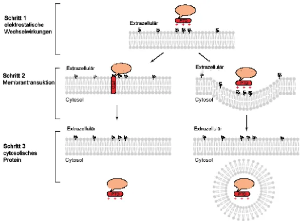 Abb.  6  Modell für die Membrantransduktion durch kationische Peptide. Schritt 1: