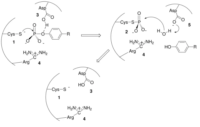 Abbildung 1: Katalysemechanismus der Protein-Tyrosin-Phosphatasen. 