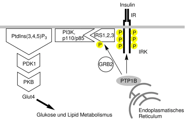 Abbildung 5: Vereinfachte Darstellung der Insulin-Signal-Kaskade. 