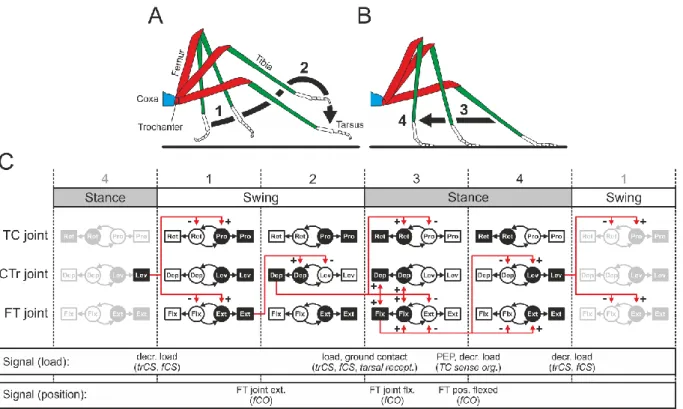 Figure  1.2  Schematic  of  stepping  in  an  insect  leg.  A  stepping  cycle  consists  of  a  swing phase (A), in which the tarsus is lifted (1) and moved over the substrate (2); and a  stance phase (B), in which the tarsus is placed on the substrate (3