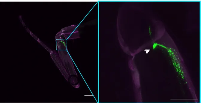 Figure  3.4.  Confocal  images  of  presynapses  in  and  around  the  fCO.  syt.eGFP  expression under the control of iav-GAL4 shown in the whole leg (left); high-magnification  view  (right)  shows  synapses  within  the  fCO  (GFP  puncta)  as  well  as