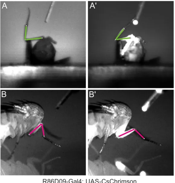 Figure  5.1.  Stills  from  videos  capturing  motor  response  of  optogenetic  activation  of  fCO  neuron  subset