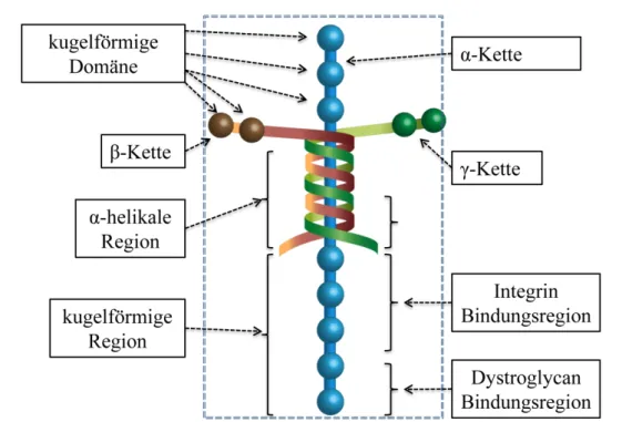 Abbildung 1.3.: Schematische Darstellung des kreuzförmigen Glykoprotins Laminin (grün = γ -Kette, braun-bordeaux = β -Kette und blau = α -Kette).