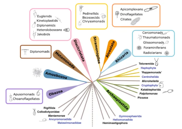 Figure 2: Phylogenetic tree of eukaryotes, highlighting protist diversity occuring in all major su- su-pergroups