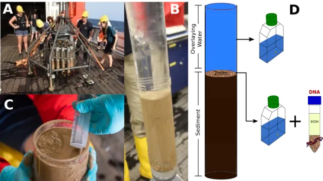 Figure 3: Sampling of benthic deep-sea protist communitues. (A) Sediment samples were taken with a Multi-Corer system equipped with several plexiglas cores
