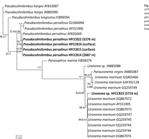 Fig. 4. Maximum likelihood (ml) phylogenetic tree of SSU rDNA of Pseudocohnilembus persalinus and Uronema sp