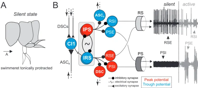 Figure 1.3: Illustration of a hypothetical silent state of the microcircuit. A: In freely behaving crayfishes, swim- swim-merets are tonically protracted in the return stroke (RS) position, indicating tonic excitation of RS muscles and tonic inhibition of 