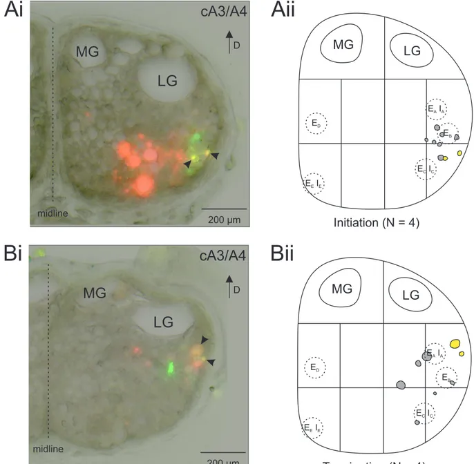 Figure 3.5: Double labeling of individual axons that showed stimulus-correlated activity