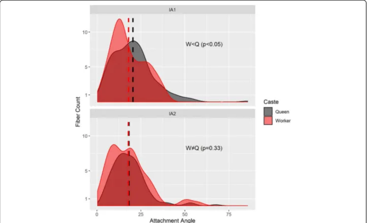 Fig. 7 Distributions of fibre angles for the dorsal petiole muscles (top IA1; bottom IA2; see Additional file 8) differ between Euponera sikorae queen (grey) and worker (red)