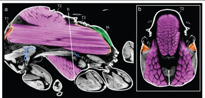 Fig. 2 Constraints of the wing muscles (purple) on the height of the furcae (blue) and volumes of neck (red) and petiole (green) muscles in thorax of Cataglyphis savignyi queen