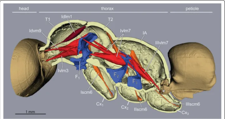 Fig. 3 Tension muscles (red) connect head, furcae, and petiole along the thorax in ant workers (Euponera sikorae)
