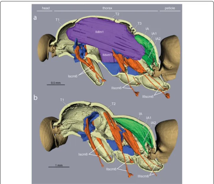 Fig. 4 Impact of loss of wing muscles on geometry of leg muscles and petiole levators in Euponera sikorae