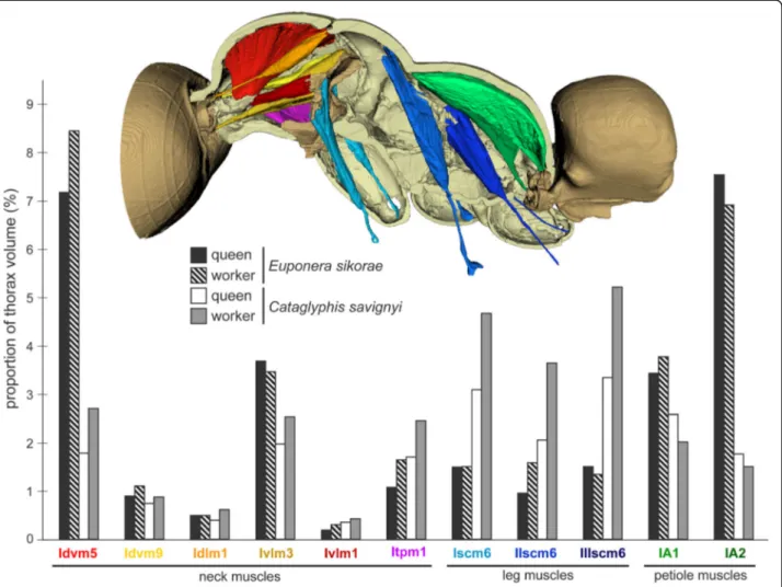 Fig. 6 Differences in the proportion of neck, leg, and petiole muscles between worker and queen in Euponera sikorae and Cataglyphis savignyi