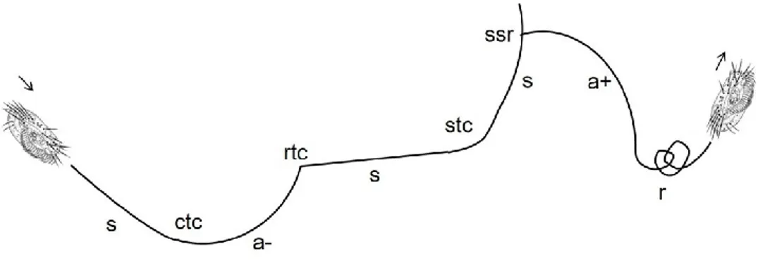 Fig.  1  Schematic  drawing  of  the  short  lasting  elements  (continuous  trajectory  change,  ctc;  smooth  trajectory  change,  stc;  rough  trajectory  change,  rtc;  side-stepping  reaction,  ssr)  and  the  long  lasting  elements  (linear  segment