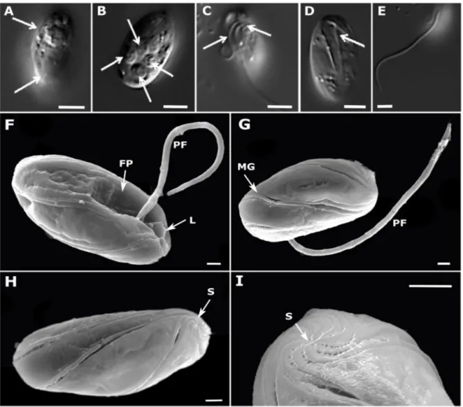 Fig. 2. Light (A–E, scale bars 5 ␮ m) and scanning electron (F–I, scale bars 1 ␮ m) micrographs of Ploeotia costaversata strain HFCC 1508.