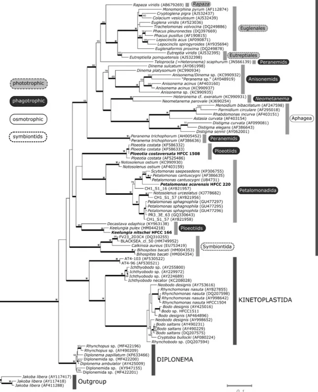 Fig. 4. Phylogenetic tree of euglenids based on 18S rDNA sequences. A Bayesian Inference (BI) tree shown for the analysis