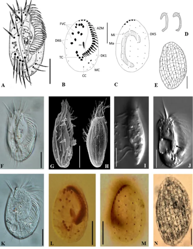 Fig. 1. (A–N). Euplotes dominicanus sp. n. in vivo (A, F, I–K), after protargol (B, C, L, M), silver nitrate (E, N) and methyl-green (D) staining and scanning electron microscopy (G, H)