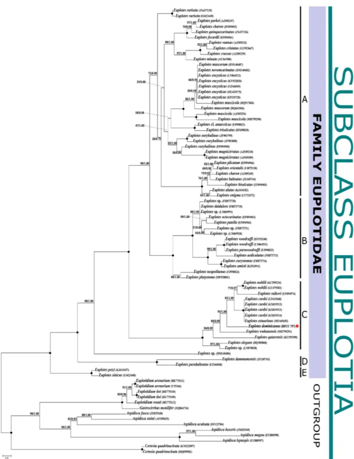 Fig. 2. 18S rRNA sequence genealogy of the subclass Euplotia based on Bayesian analysis