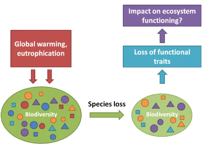 Fig. I: The general concept illustrating the potential role of functional traits as a link between biodiversity  loss and ecosystem functioning