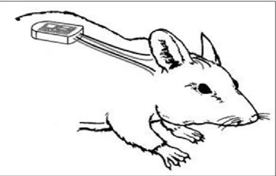 Abb. 9 Schematische Darstellung eines subkutan implantiertem 2-Channel- 2-Channel-Transmitters in einer Hauttasche auf dem Rücken einer Maus 