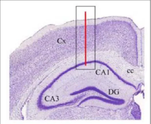 Abb. 14 HE-gefärbter Hirnschnitt der schematisch die Lokalisation der intrakraniale  Tiefenelektrode (CA1) illustriert (Elektrohippogramm 