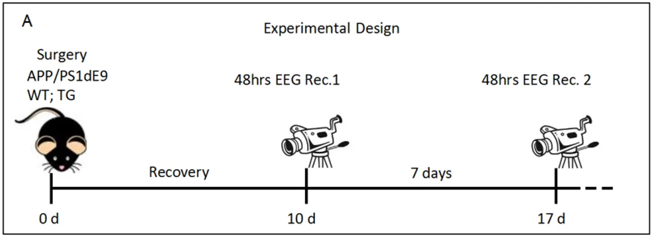 Abb.  17  Timeline der experimentellen Abläufe von Implantation bis zum Ende des zweiten 48h- 48h-Recordings