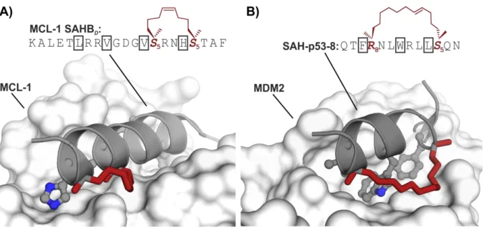 Abbildung 7. Beispiele für Peptide mit α-methylierter Kohlenwasserstoffverbrückung. A) Struktur einer stabilisierten  p53  α-Helix    gebunden  an  MDM2