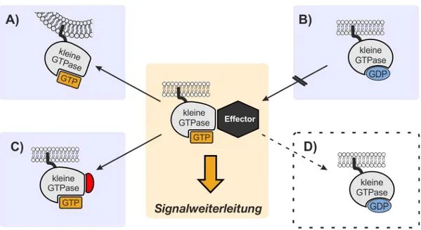 Abbildung  11.  Bisherige  Strategien  zur  Modulation  der  Signalaktivität  kleiner  GTPasen