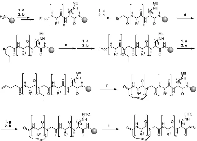 Abbildung  15.  Synthese  der  mittels  Wasserstoffbrückenersatz  stabilisierten  SOS  Peptidsequenz