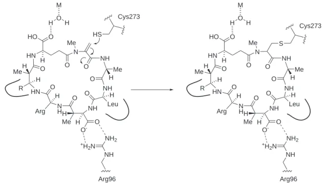 Abb. 2.3. Microcystin LR 17 gebunden an die Phosphatase PP1 (pdb:1fjm). [72] Das reaktive Cy- Cy-stein (gelb) des Proteins bildet eine kovalente Bindung mit dem N-Methyldehydroalanin des Microcystin aus.