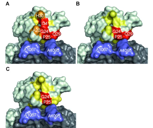 Abb. 3.6. Darstellung der PICC-Reaktivitäten auf der Oberfläche des Protein/RNA-Komplexes.
