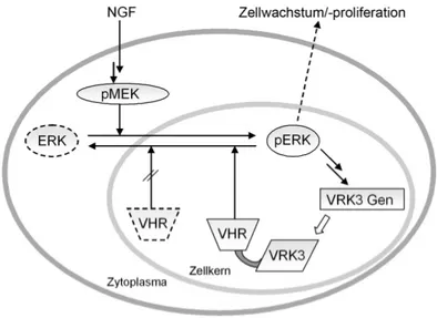 Abbildung 19: Aktivierung der VHR durch direkte Bindung der Kinase VRK3. 