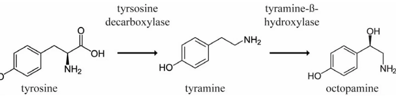 Figure 1.1 Synthesis pathway of OA .  Tyrsoine is decarboxylated into TA, and TA is subsequently hydroxylated  into OA