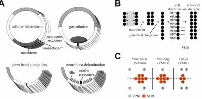Figure 1.2 Development of VUM/VPM neurons in D. melanogaster. (A) Development of the midline during  four embryonic stages in D