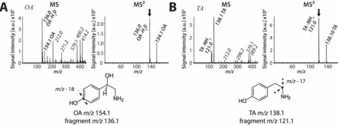 Figure 2.1 Mass spectrometric analysis of underivatized synthetic OA and TA. Both analyzed synthetic  biogenic monoamines, OA (m/z 154.1; A) and TA (m/z 138.1; B), are unstable during ionization as represented by  product ions at m/z 136.1 (OA) and m/z 121