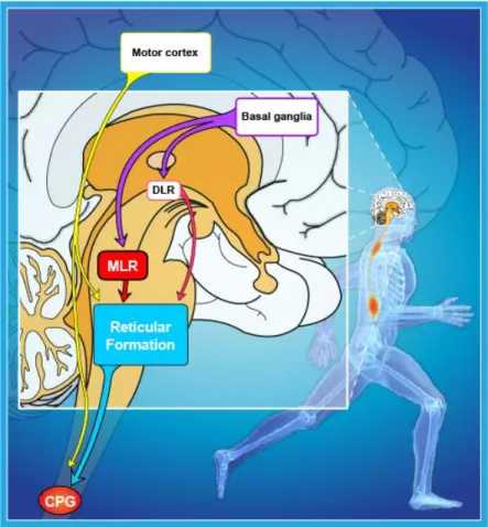 Figure 1. Neural control of locomotion in vertebrates. 